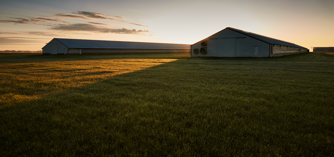 Jennieo farm banner